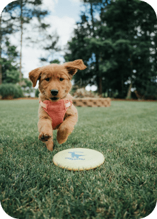 Doggie Daycare,Enrichment,Medina