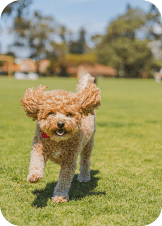 Doggie Daycare,Enrichment,Medina