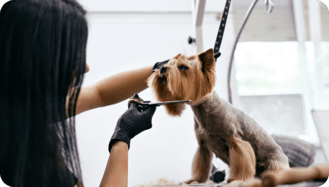 Grooming Spa Services » Wag-On-Inn Pet Resort