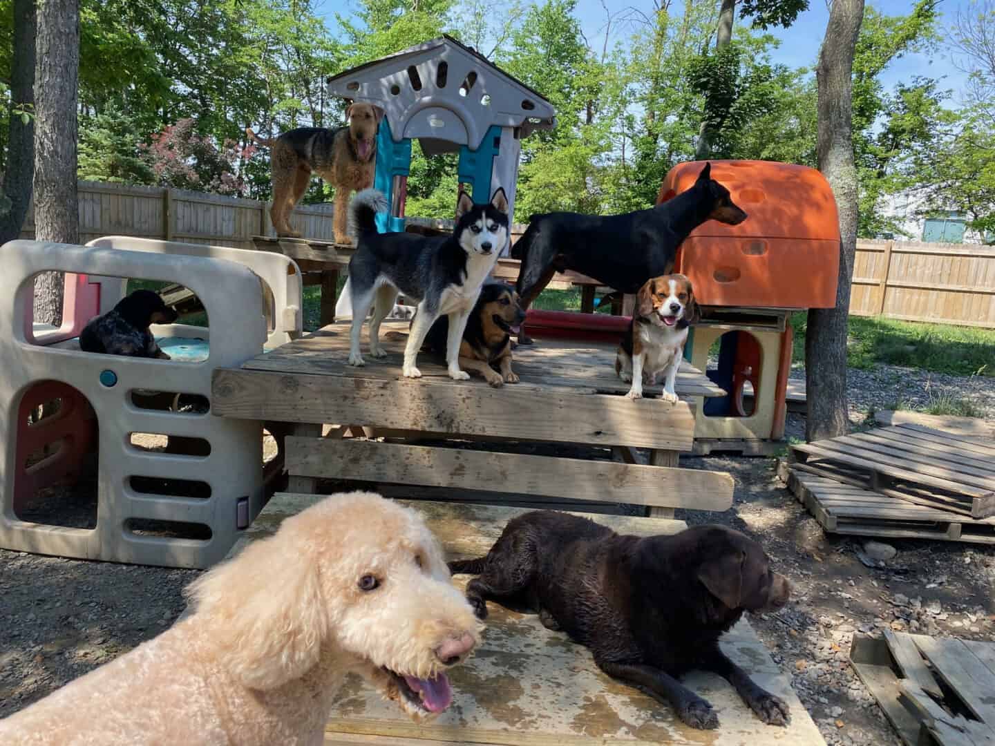 doggie-daycare-enrichment-fun-wag-on-inn-medina